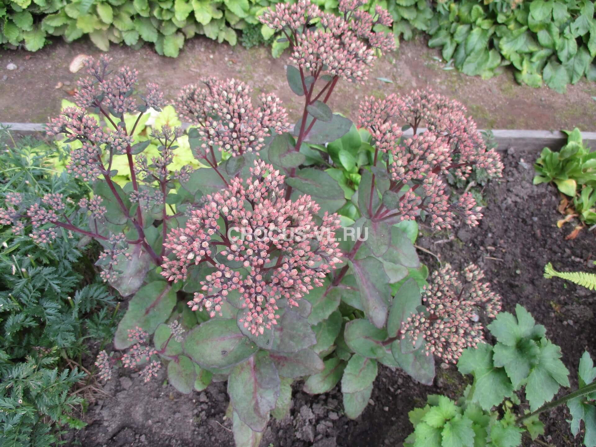 Седум «Matrona» Седум «Matrona»